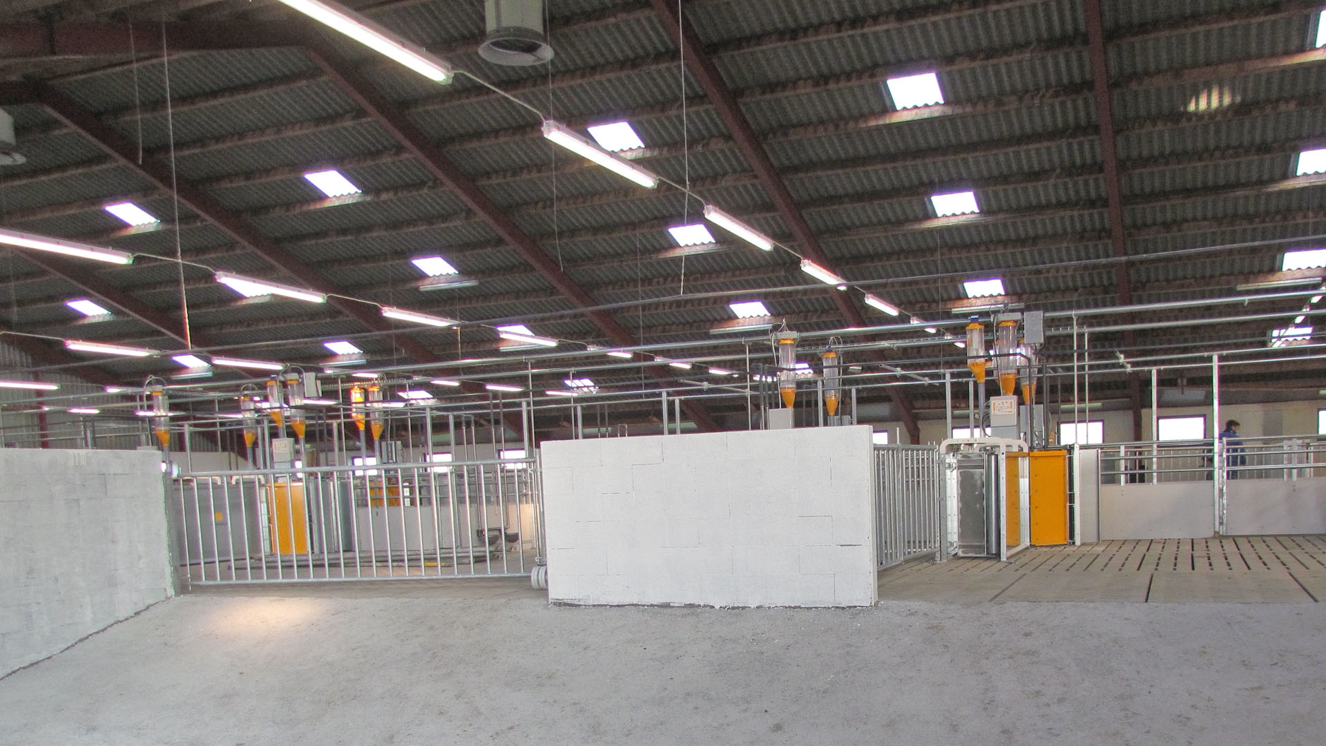 Electronic sow feeding of loose sows | SKIOLD