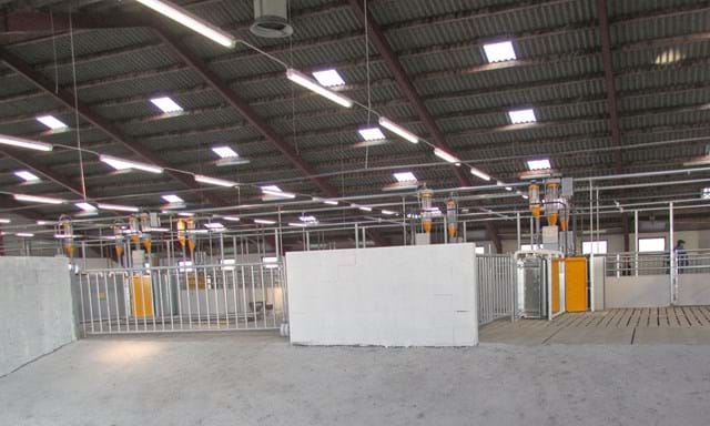 Electronic sow feeding of loose sows | SKIOLD