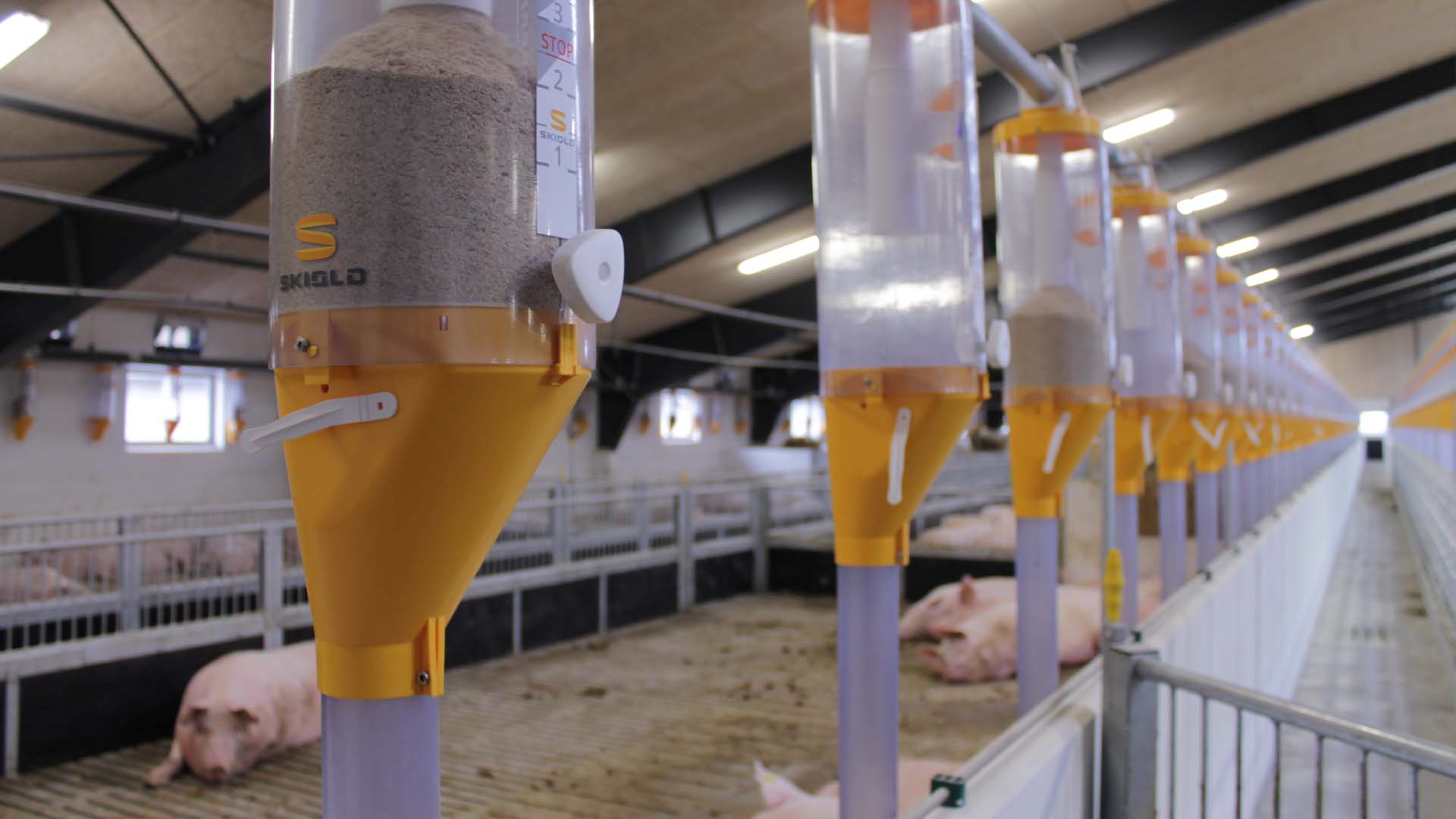 Volume dispenser for feeding of pigs | SKIOLD