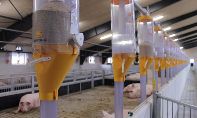 Volume dispenser for feeding of pigs | SKIOLD