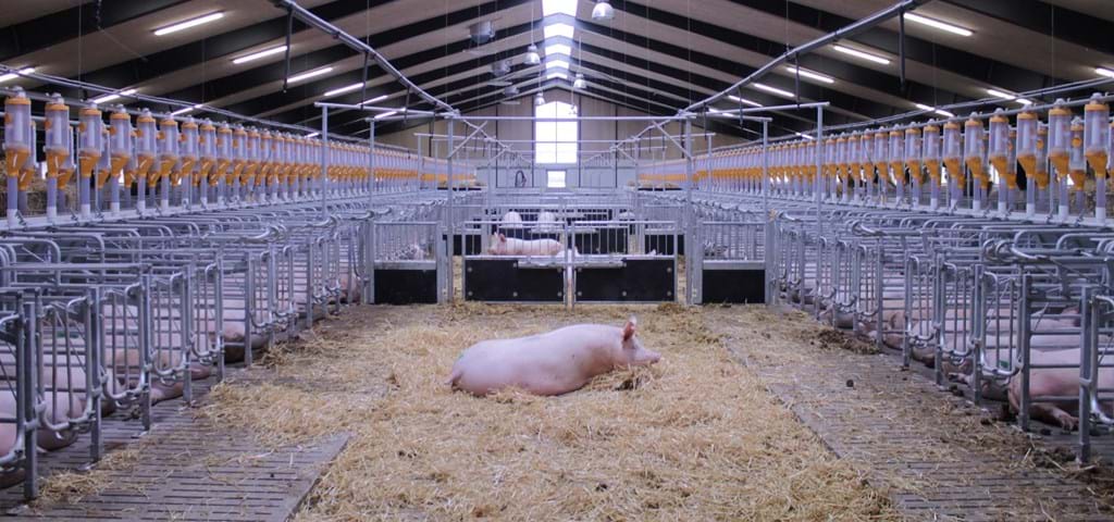 Mating and gestation | Optimal solutions for pig production | SKIOLD