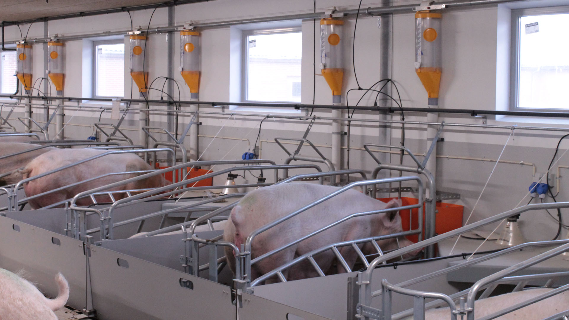  farrowing