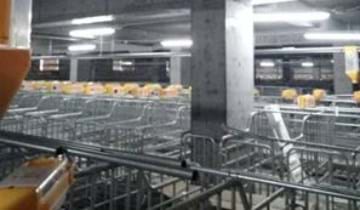 Trang trại nuôi lợn ở Trung Quốc - hệ thống cho ăn của SKIOLD