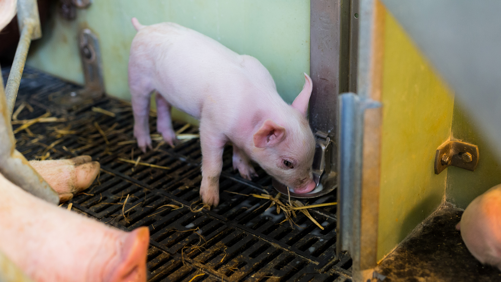Waterer for piglets | SKIOLD
