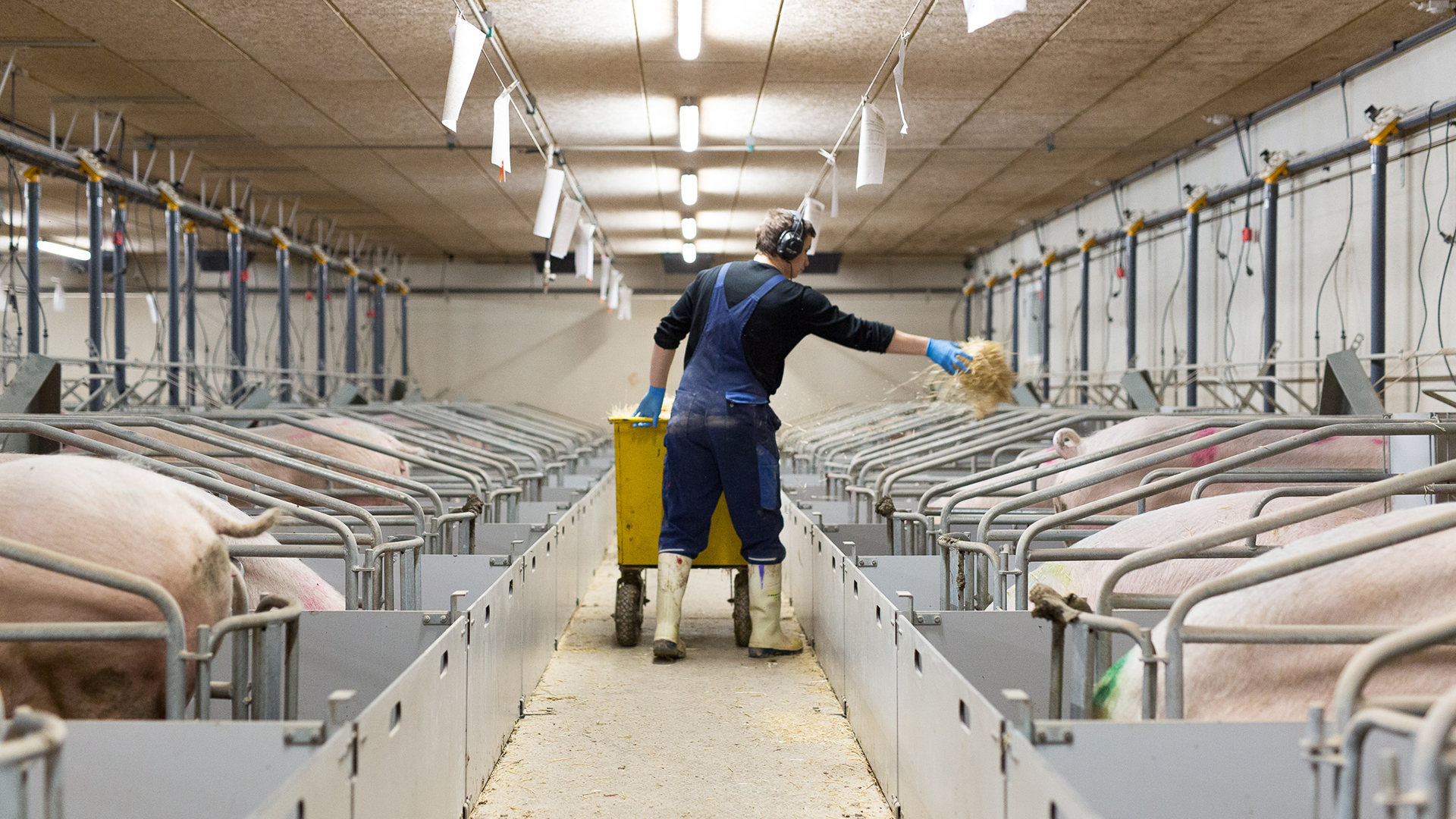 SKIOLD Farrowing Crates
