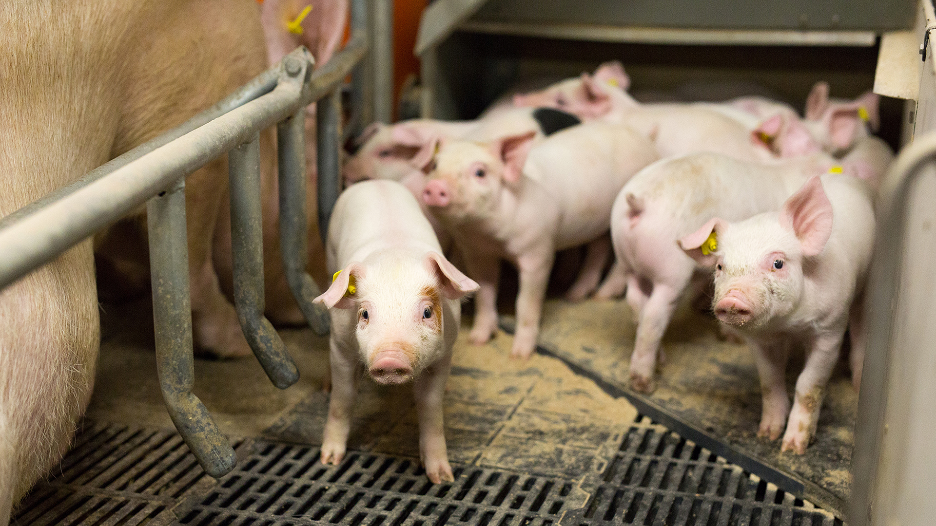 Flooring in farrowing pens | SKIOLD