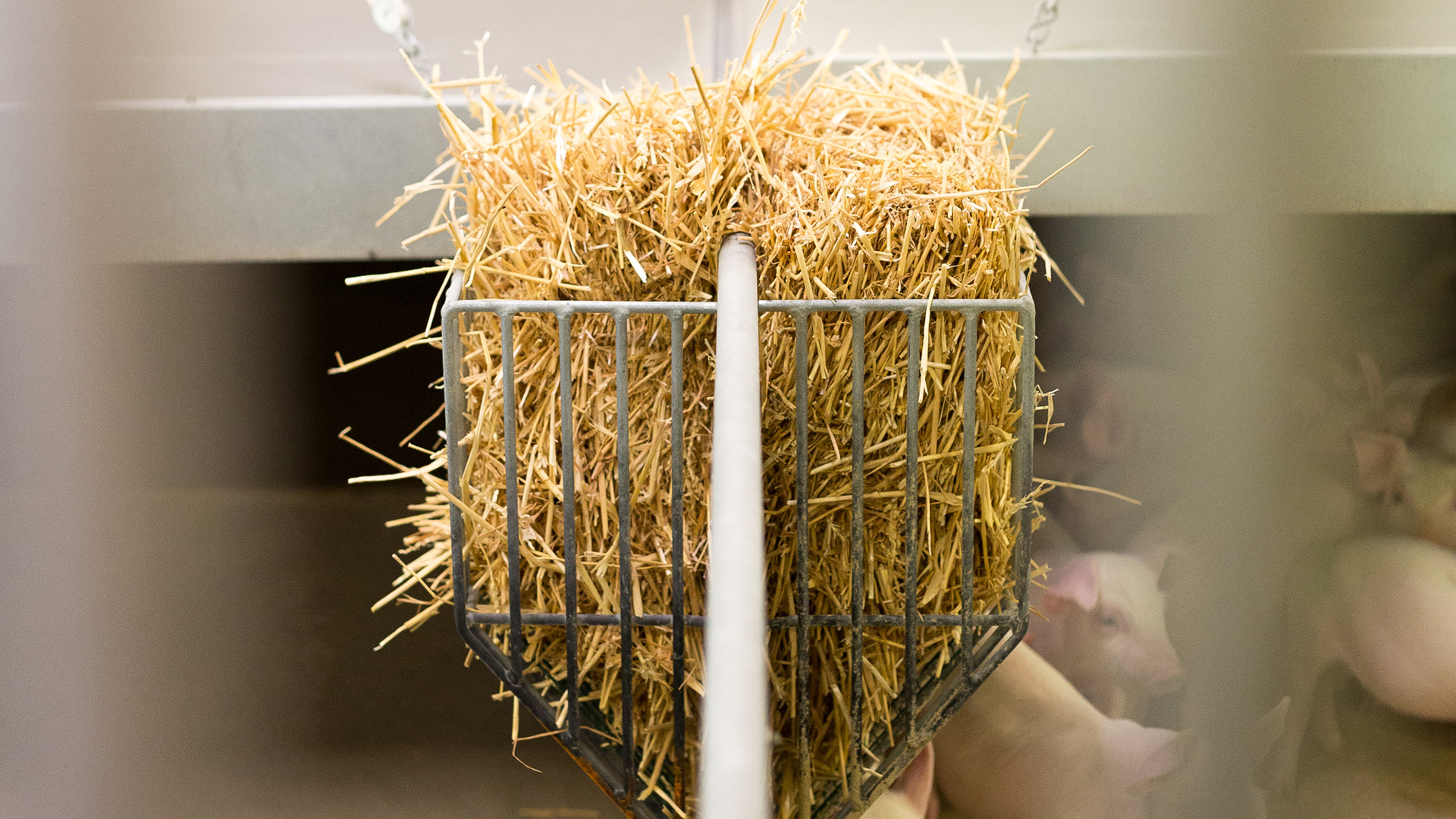 Straw Rack for weaners and finishers