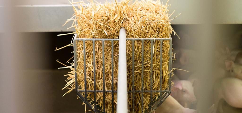 Straw Rack for weaners and finishers