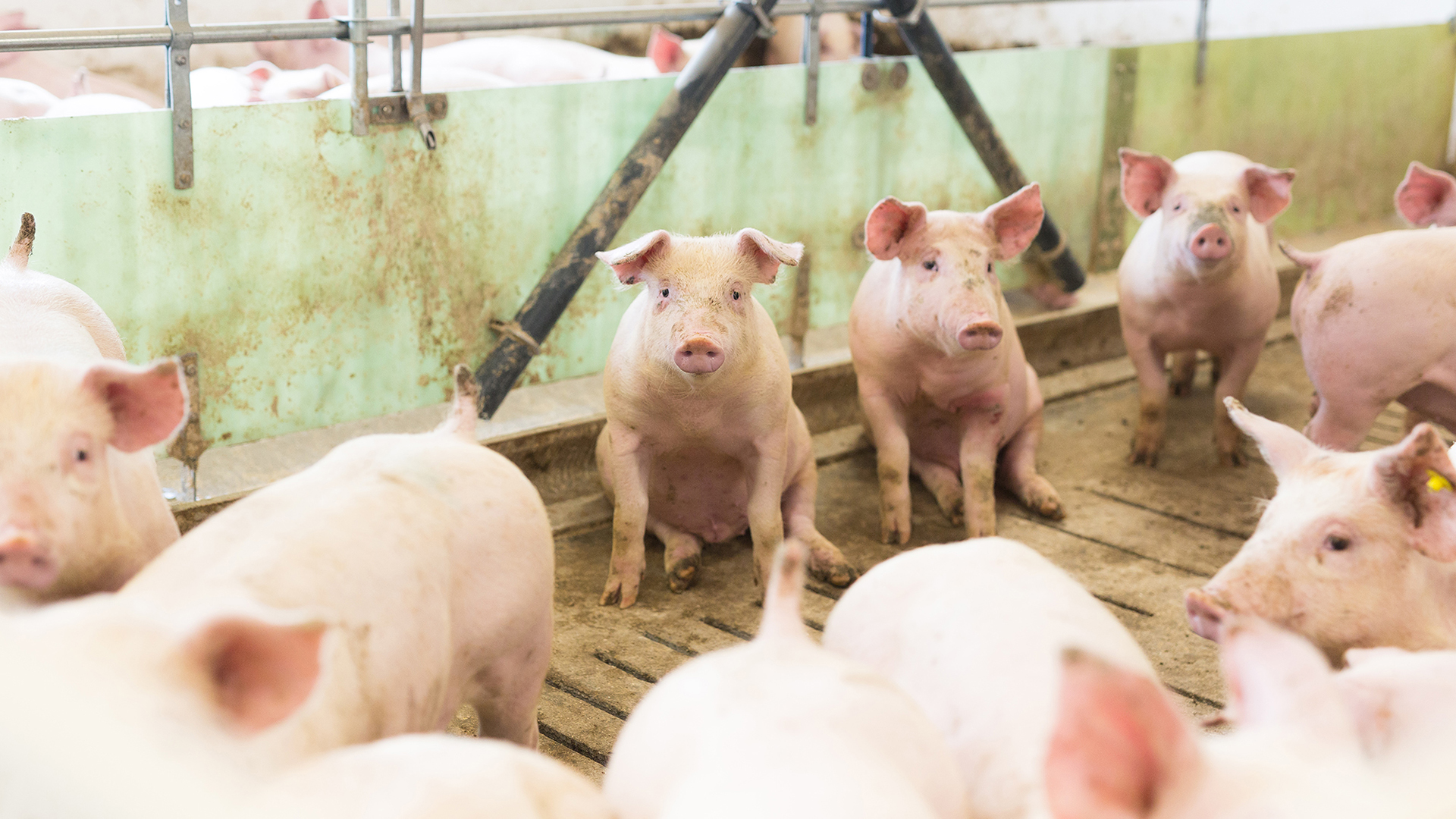 SKIOLD Penning for finishers