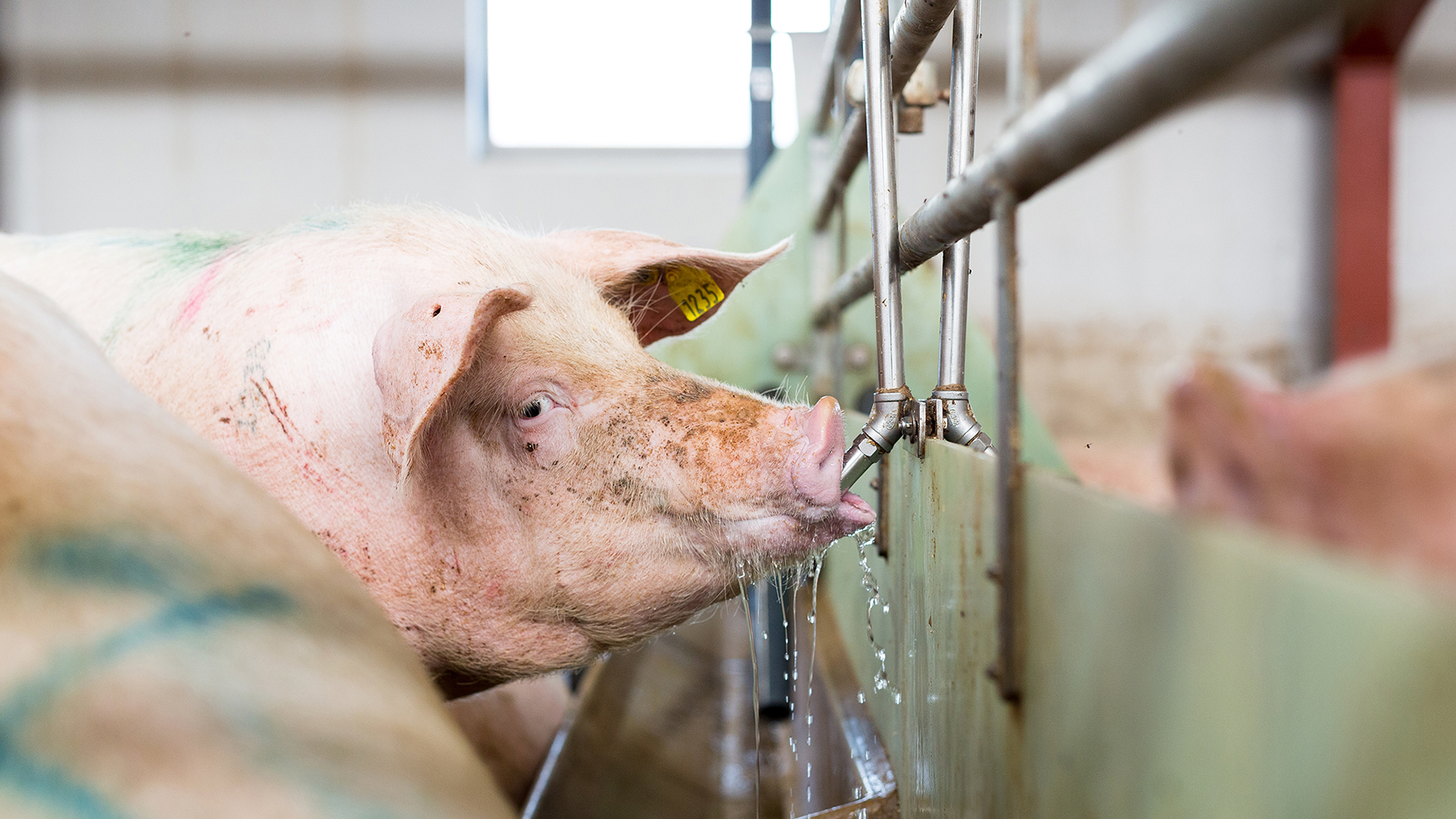 SKIOLD water nipple for sows