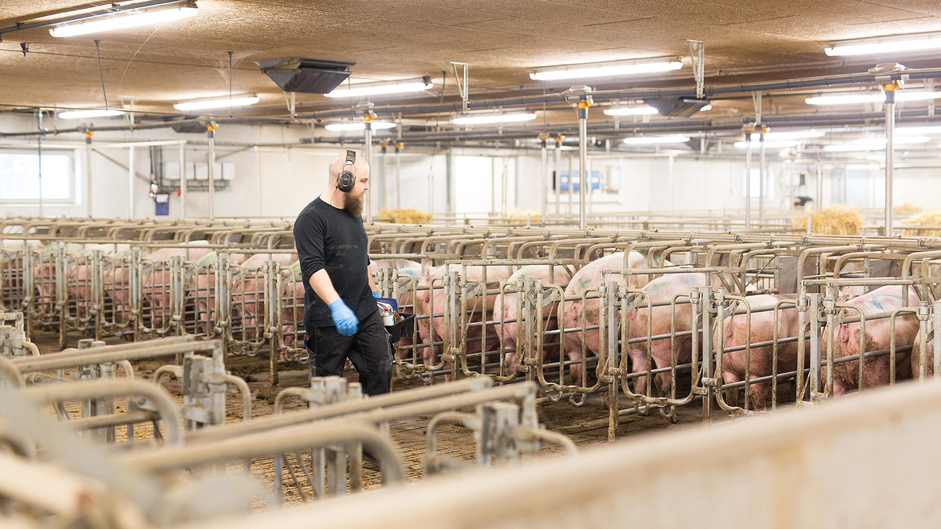 Mating and Gestation Stalls