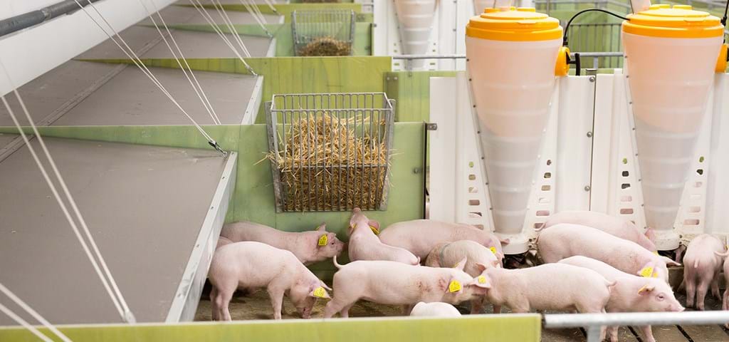 Equipment for pig farms | SKIOLD