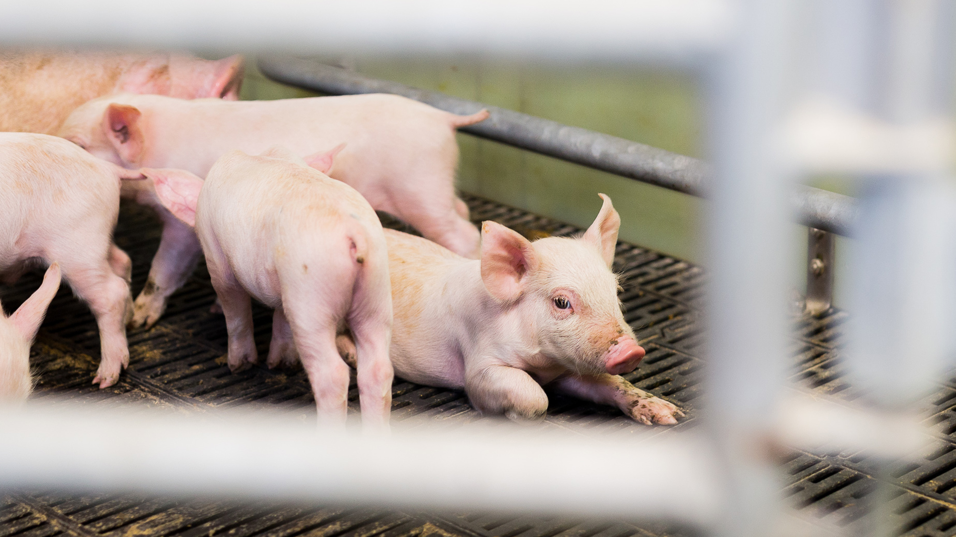 Flooring for pig pens | SKIOLD